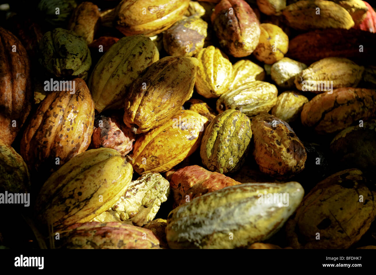 A pile of colorful Cacao (Theobroma cacao) pods in Choroni, Venezuela. Stock Photo