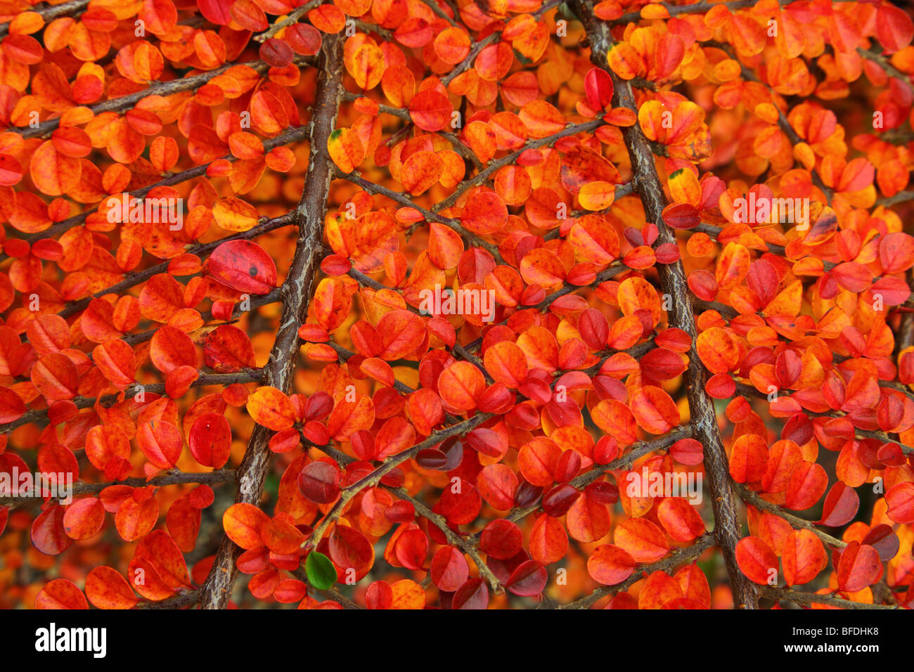 Vivid red cotoneaster shrub leaves at fall Cotoneaster hjelmquistii Stock Photo