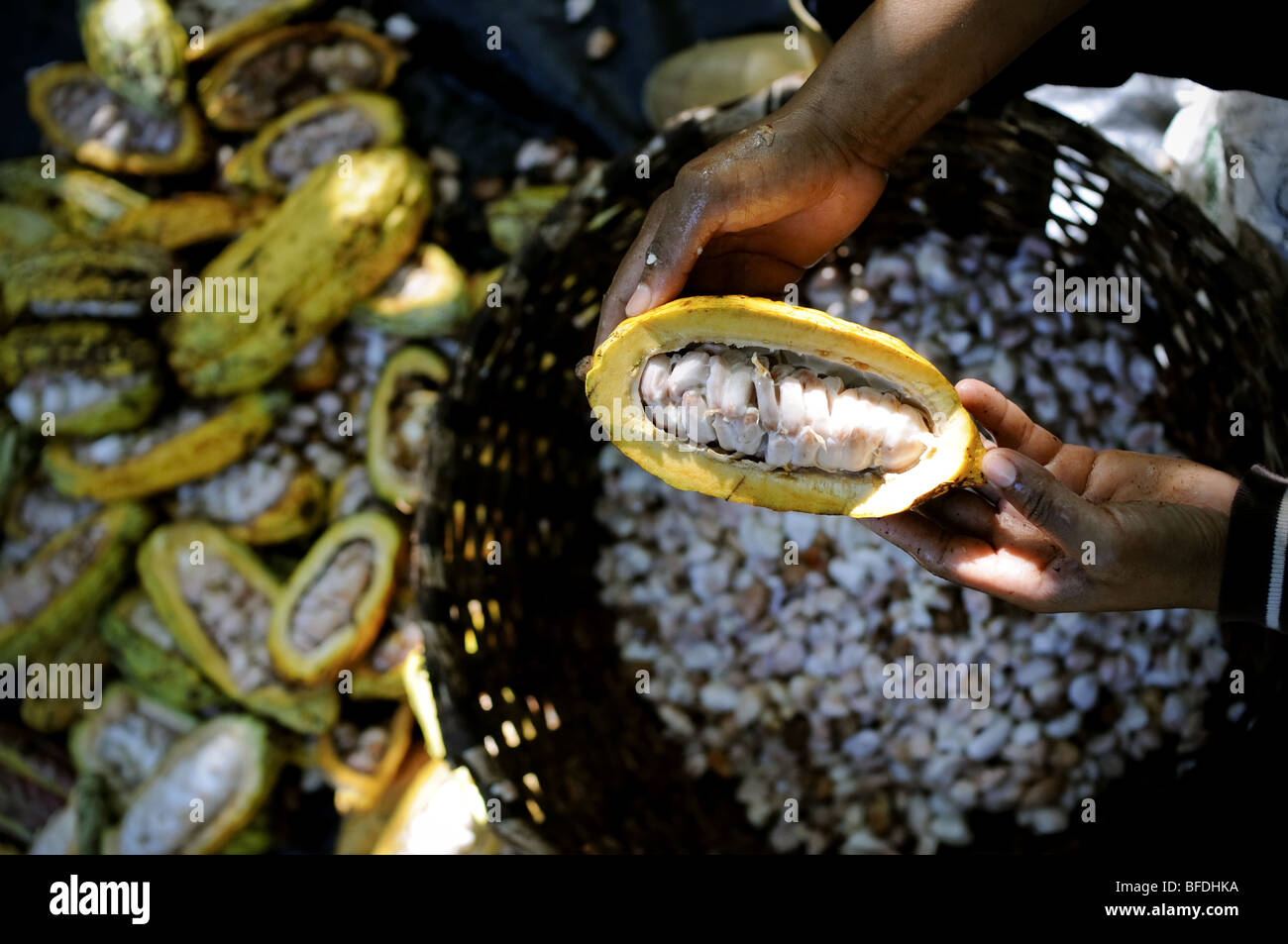 A detail of hands scooping beans out of cacao pods (Theobroma cacao) in Choroni, Venezuela. Stock Photo