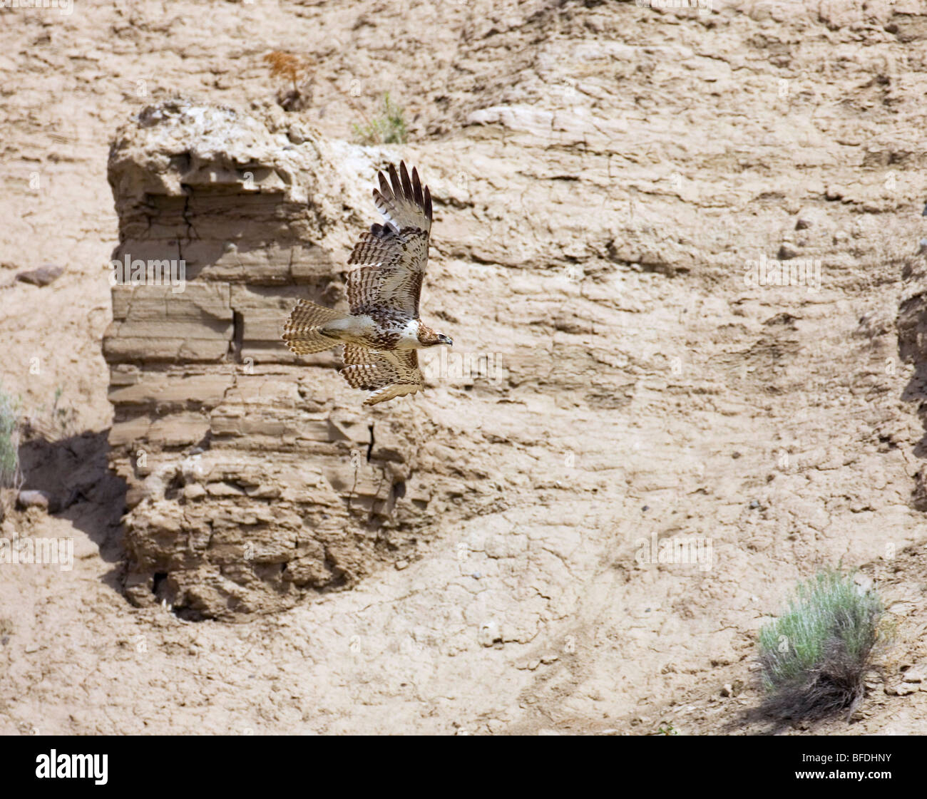 Red-tailed hawk (Buteo jamaicensis) flies along the Fraser River canyon wall in British Columbia, Canada Stock Photo