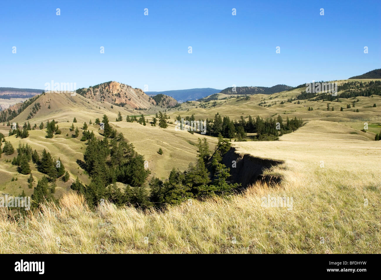 Grasslands in the Churn Creek Protected Area, British Columbia, Canada