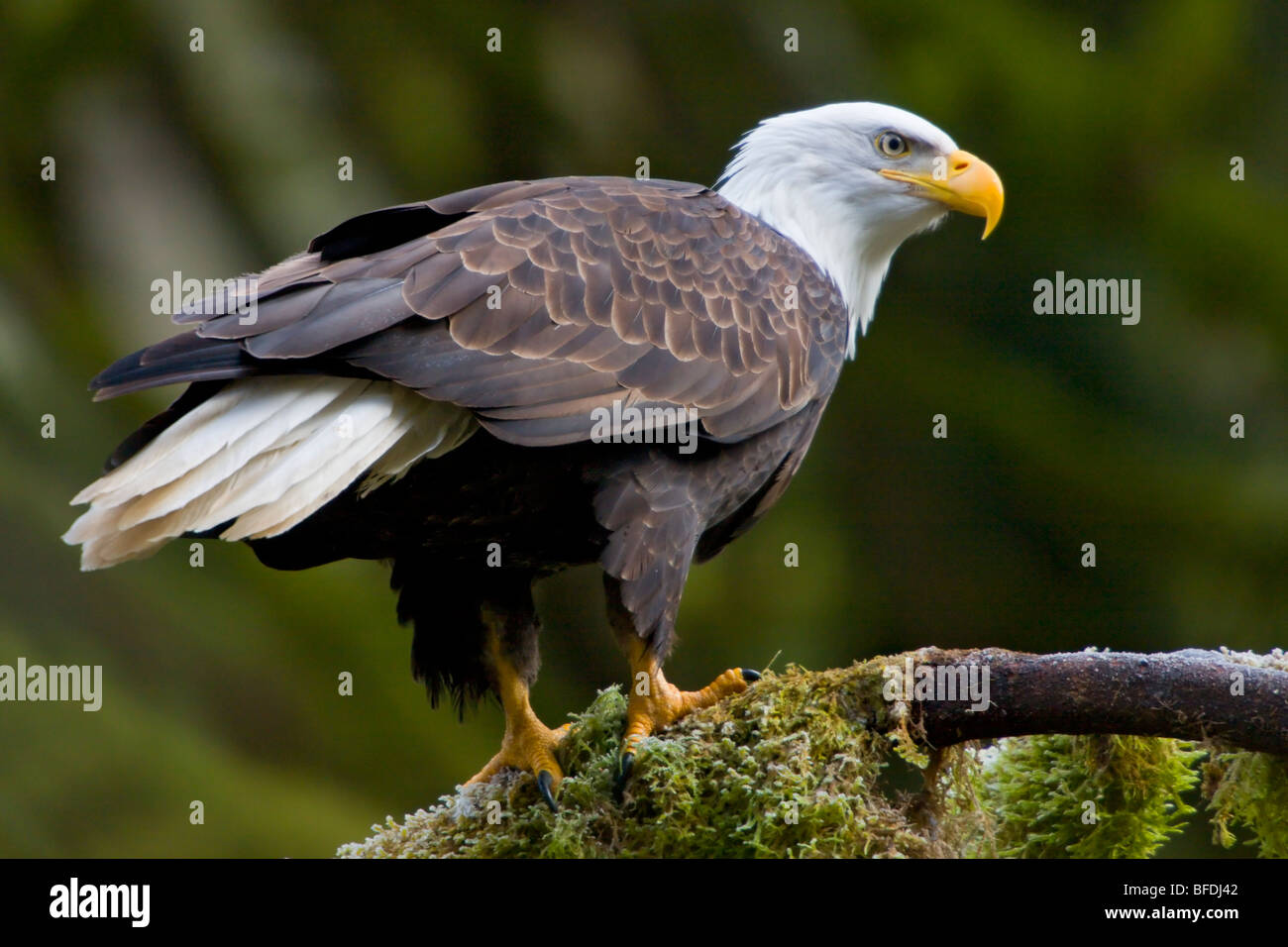 Bald eagle (Haliaeetus leucocephalus) perched on a mossy branch in Victoria, Vancouver Island, British Columbia, Canada Stock Photo