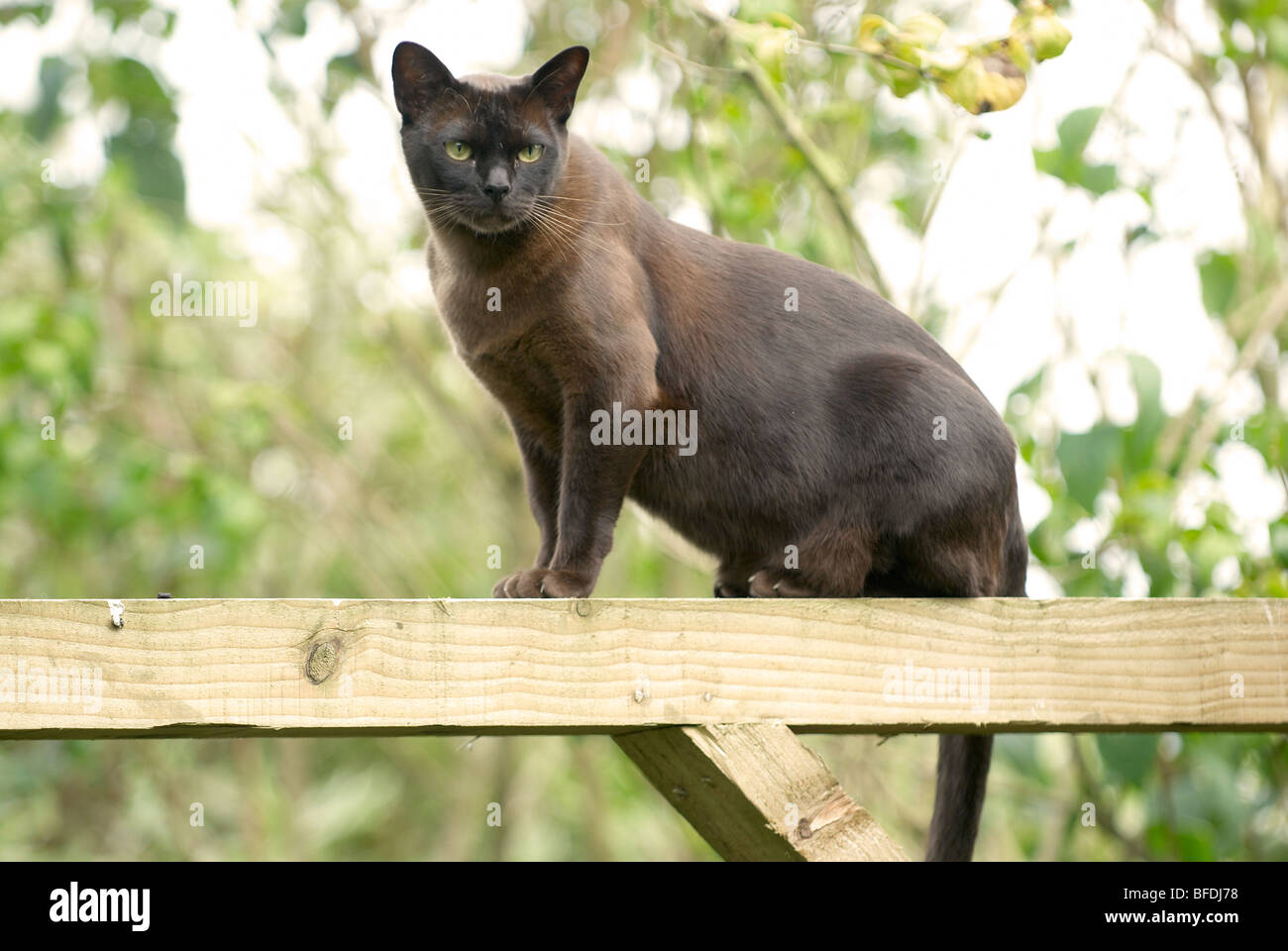 Burmese cat Stock Photo