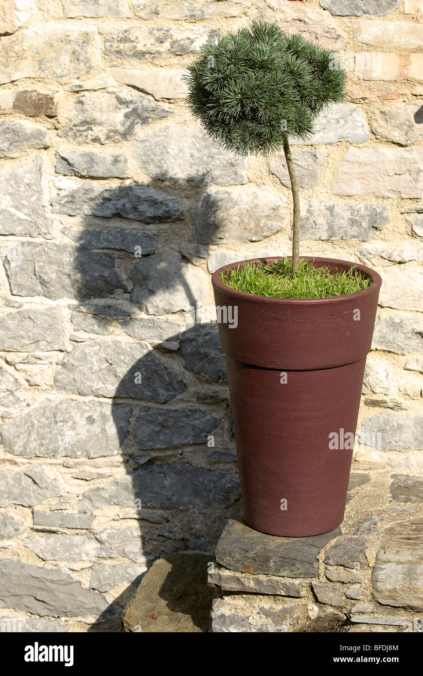 Pinus Sylvestris in a large container on stone steps Stock Photo