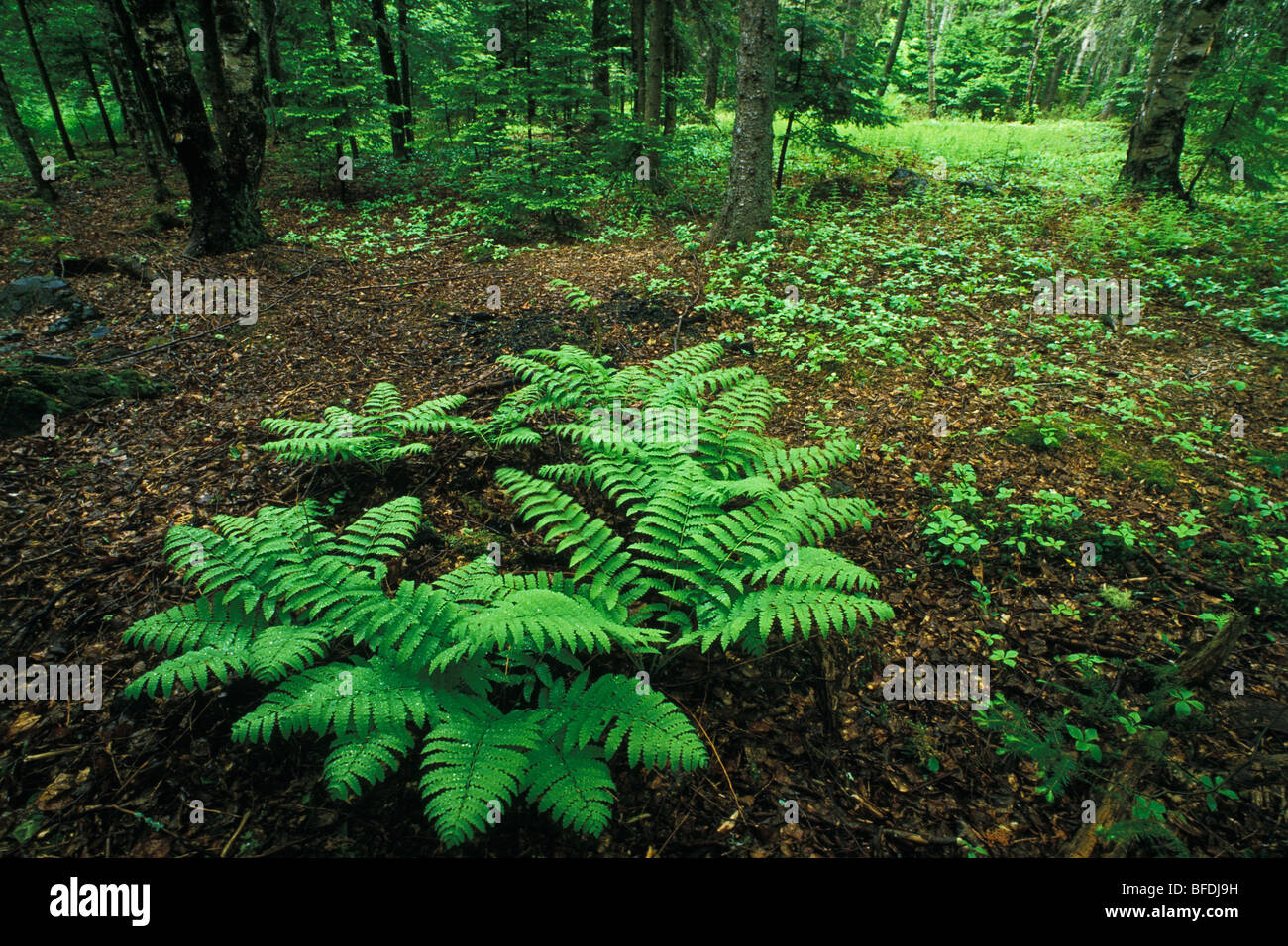 Ferns in spring woodland floor, Kingston, New Brunswick, Canada Stock Photo
