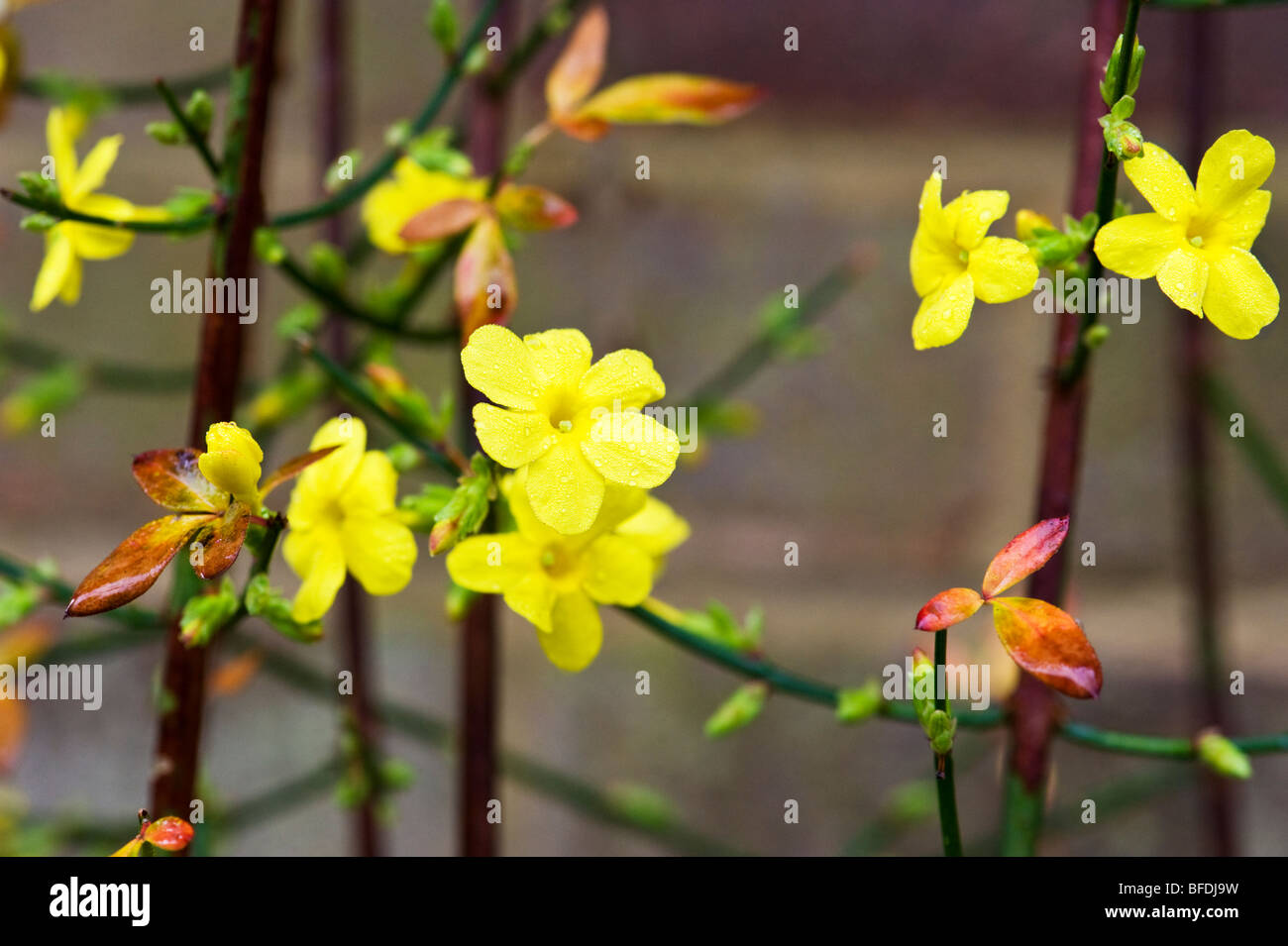Winter flowering Jasmine a climbing plant in a November garden in Bucks