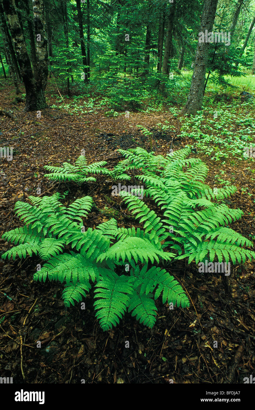 Ferns in Spring Woods, Kingston, New Brunswick, Canada Stock Photo