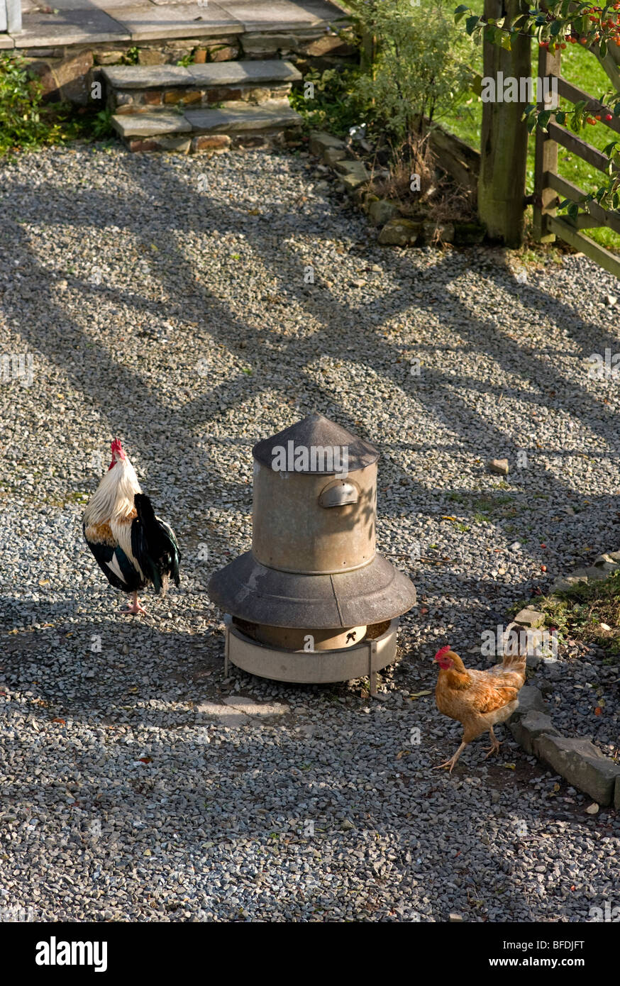 Chicken Feeder Stock Photos Chicken Feeder Stock Images Alamy