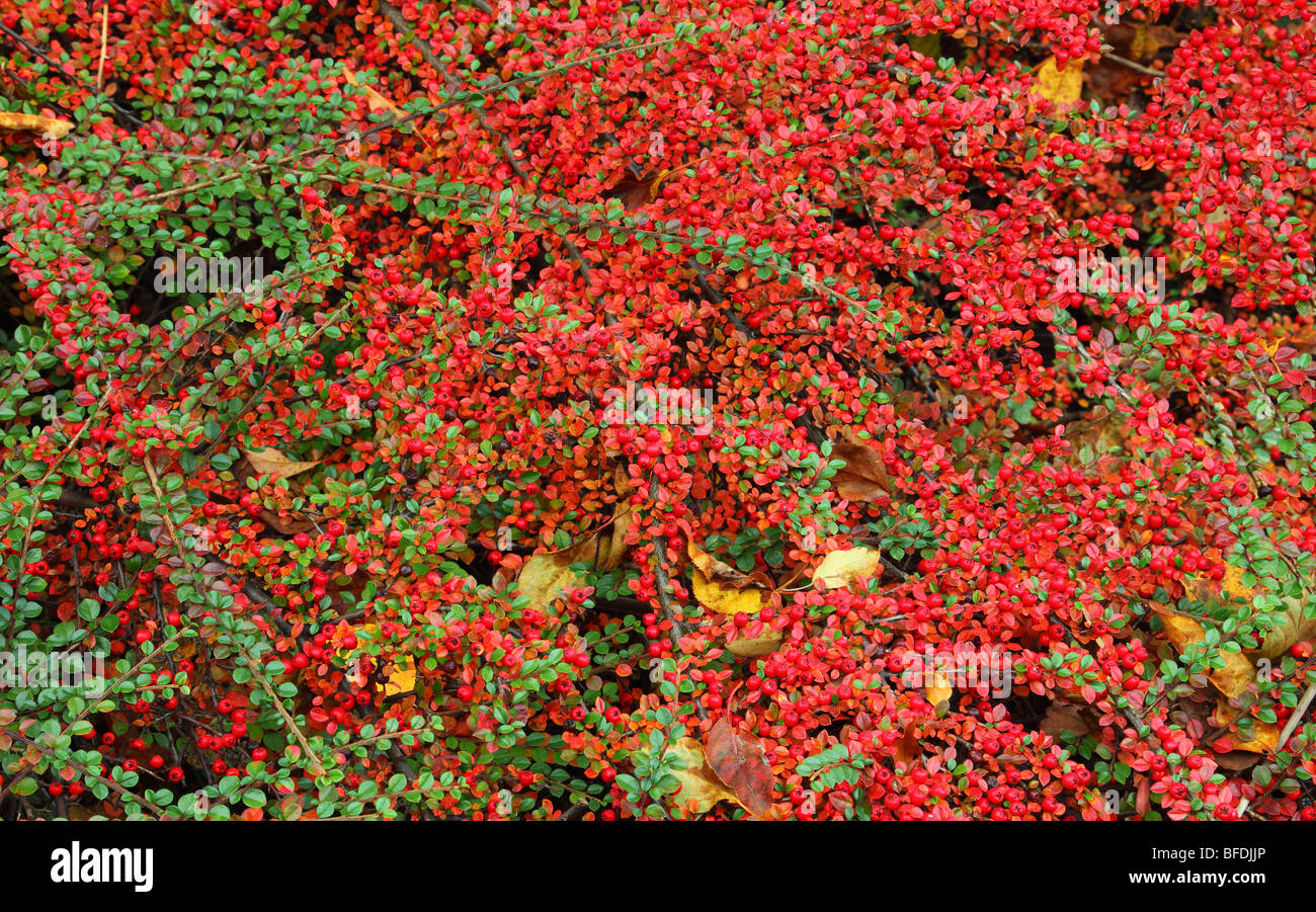 Red cotoneaster leaves and berries at fall Cotoneaster horizontalis Stock Photo