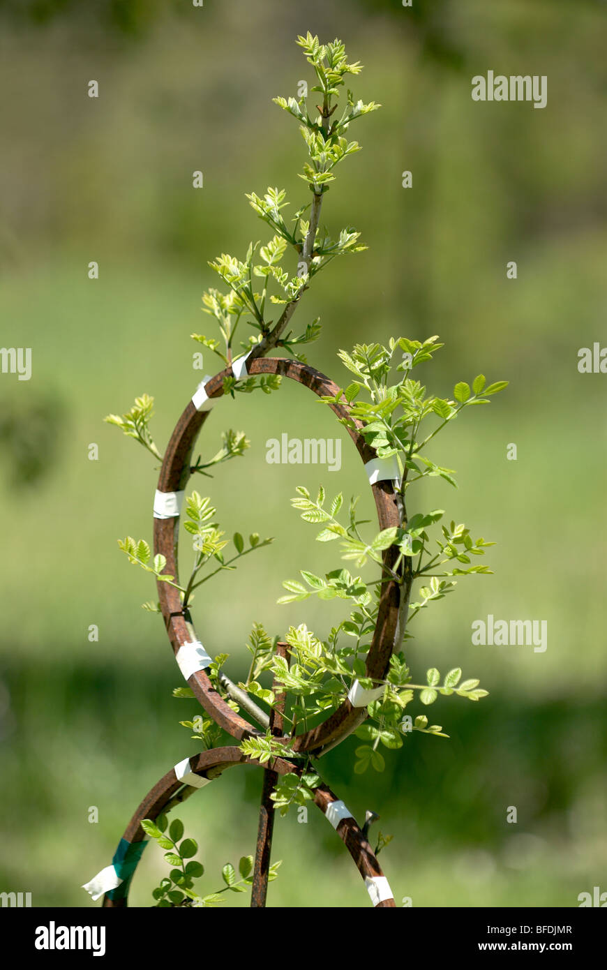 Tree sapling trained around metal to create unusual form Stock Photo