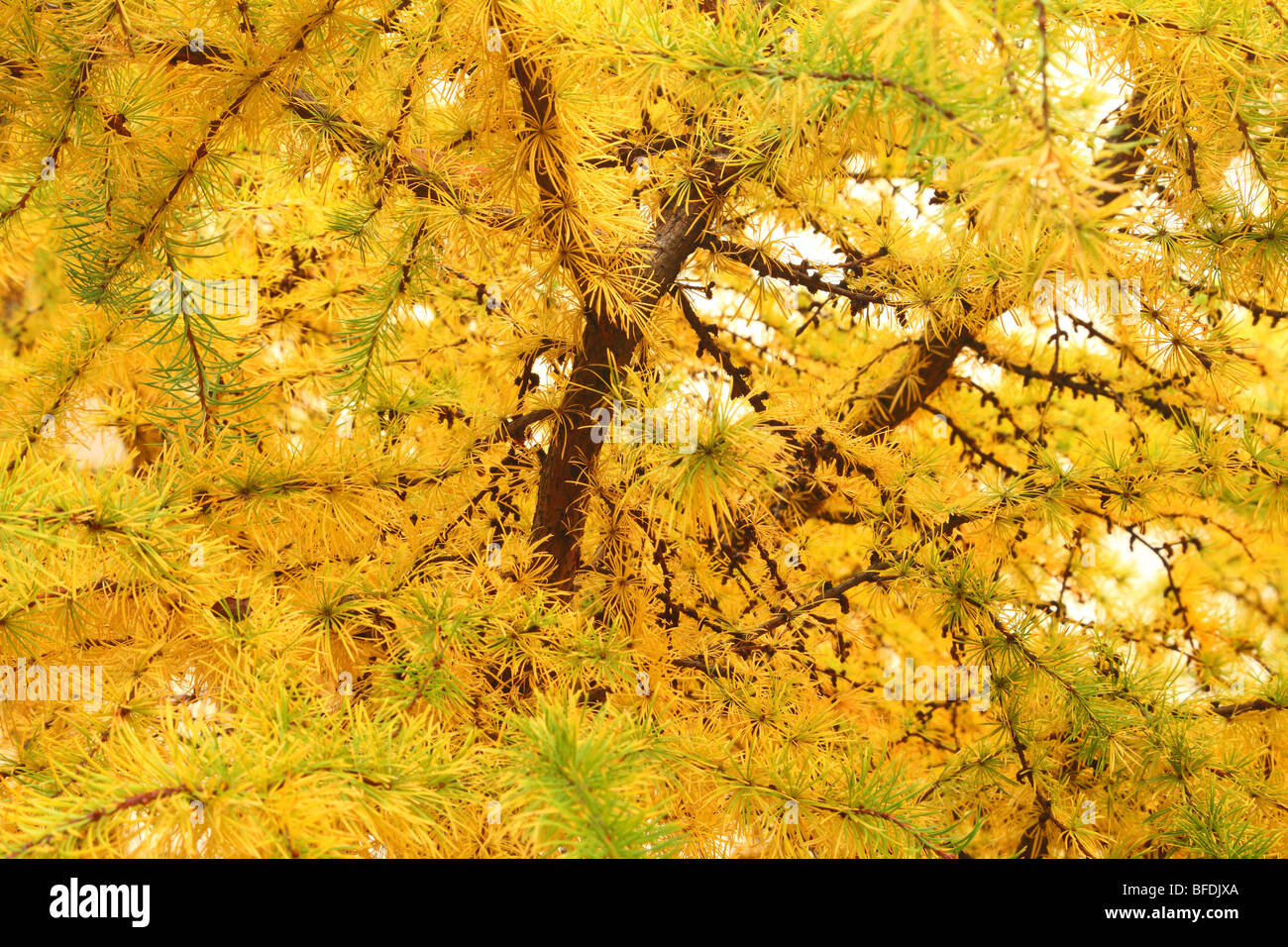 The larch tree turning mellow yellow at fall Stock Photo Alamy