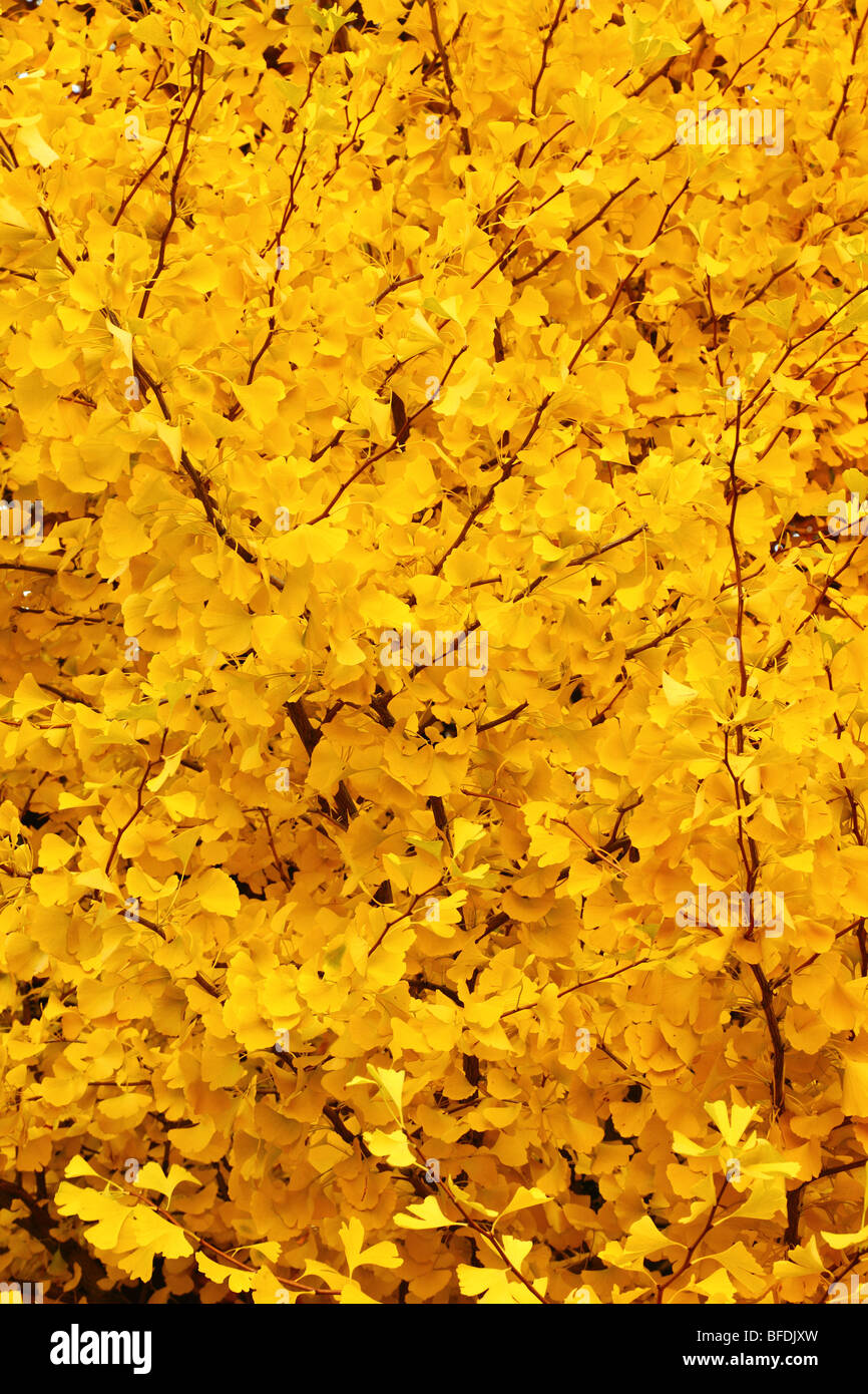 Mellow yellow Ginko biloba leaves at fall Stock Photo