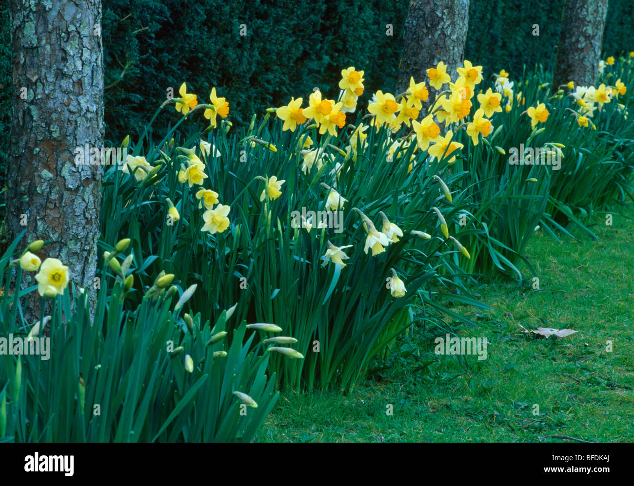 Close up of a narrow border of daffodils under an avEnue of birch trees
