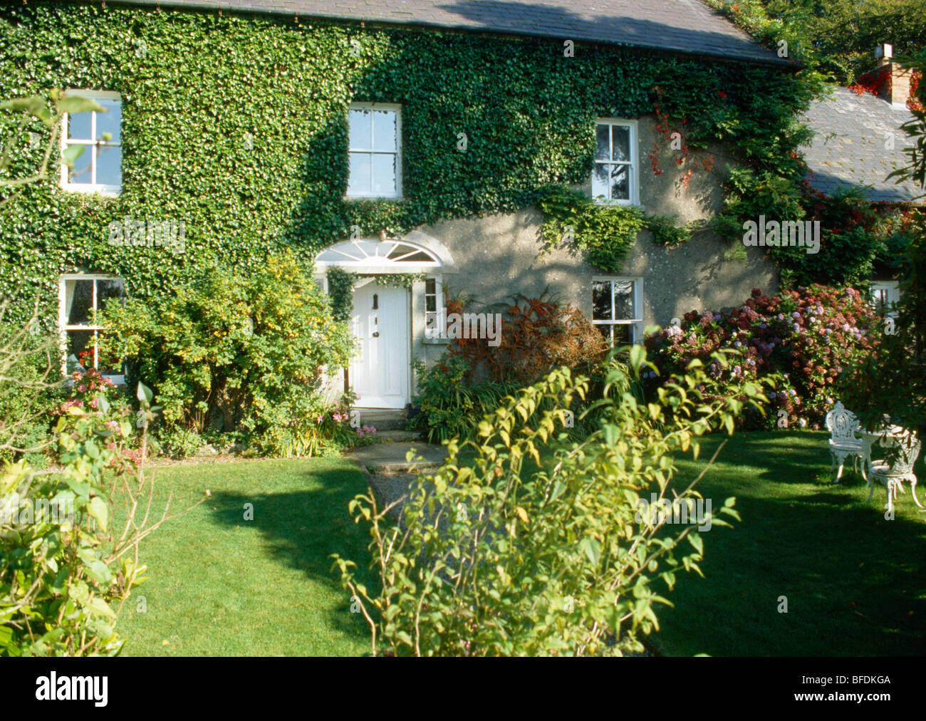 Lawn in front of ivy-covered country cottage with white front door ...