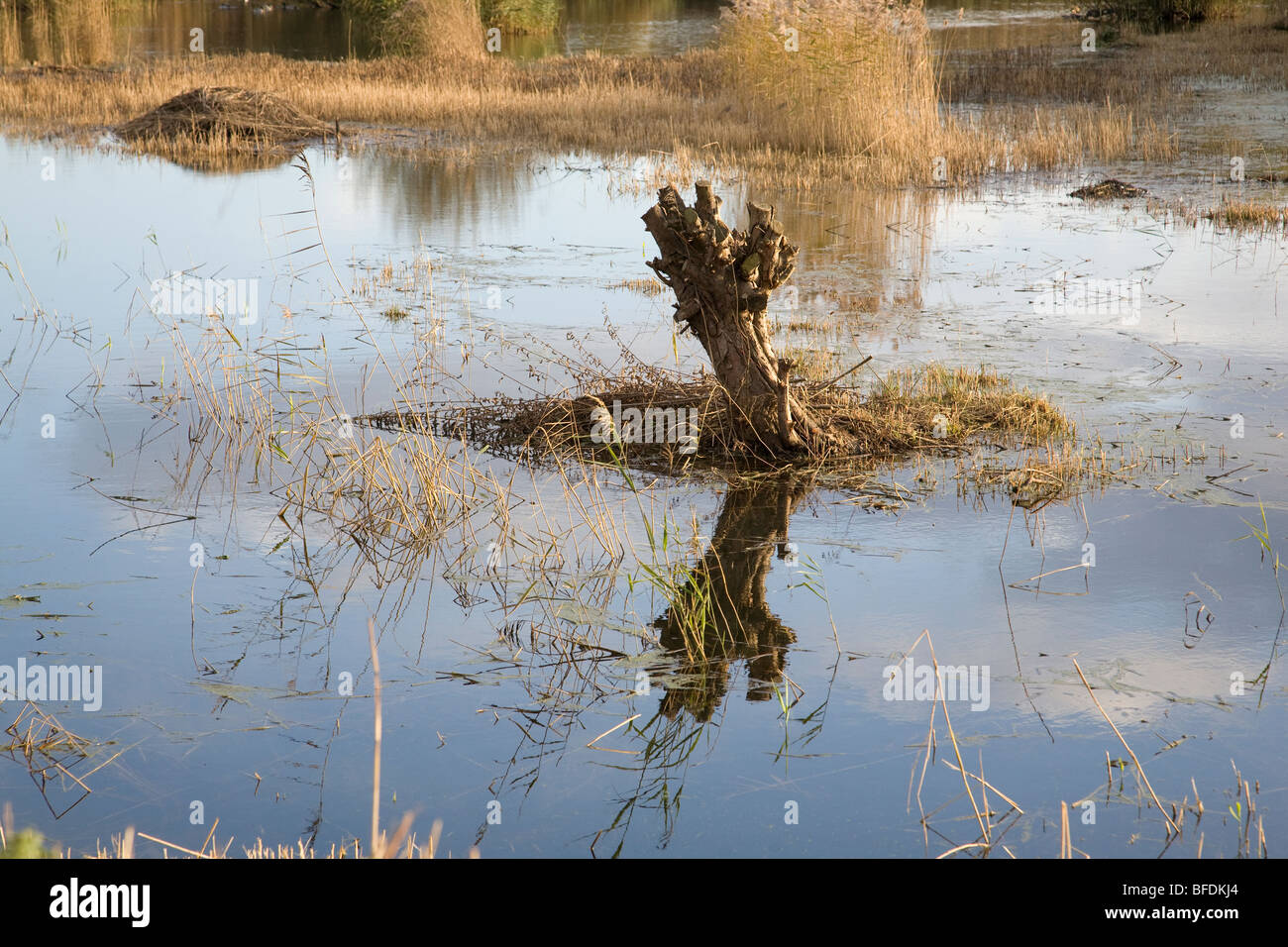 Tree stump in water surrounded by reed marsh in nature reserve Stock