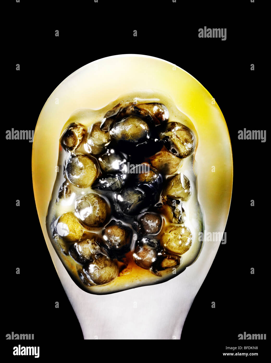 Beluga caviar, found primarily in the Caspian Sea, the Black Sea and the Adriatic Sea. It is the most expensive type of caviar. Stock Photo