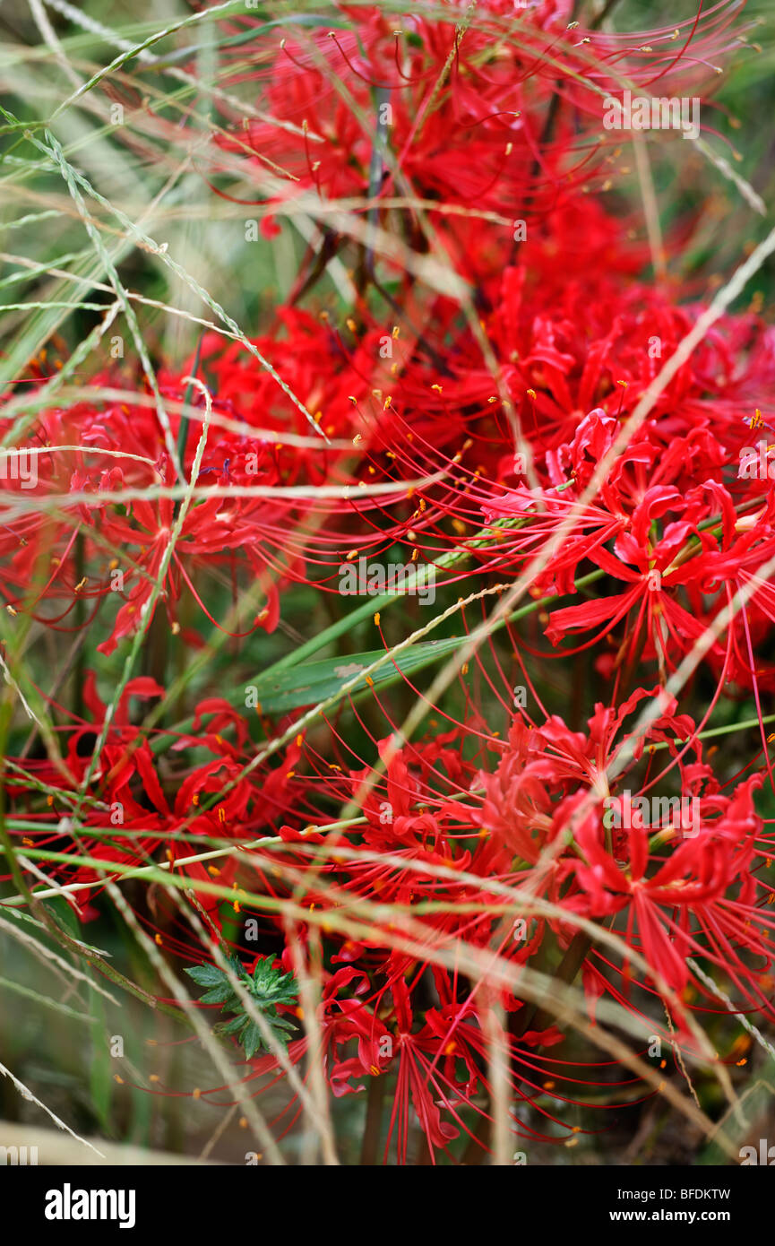 A red variety of Lycoris radiata, or spider lily, blooming in September in Shikoku, Japan. Stock Photo