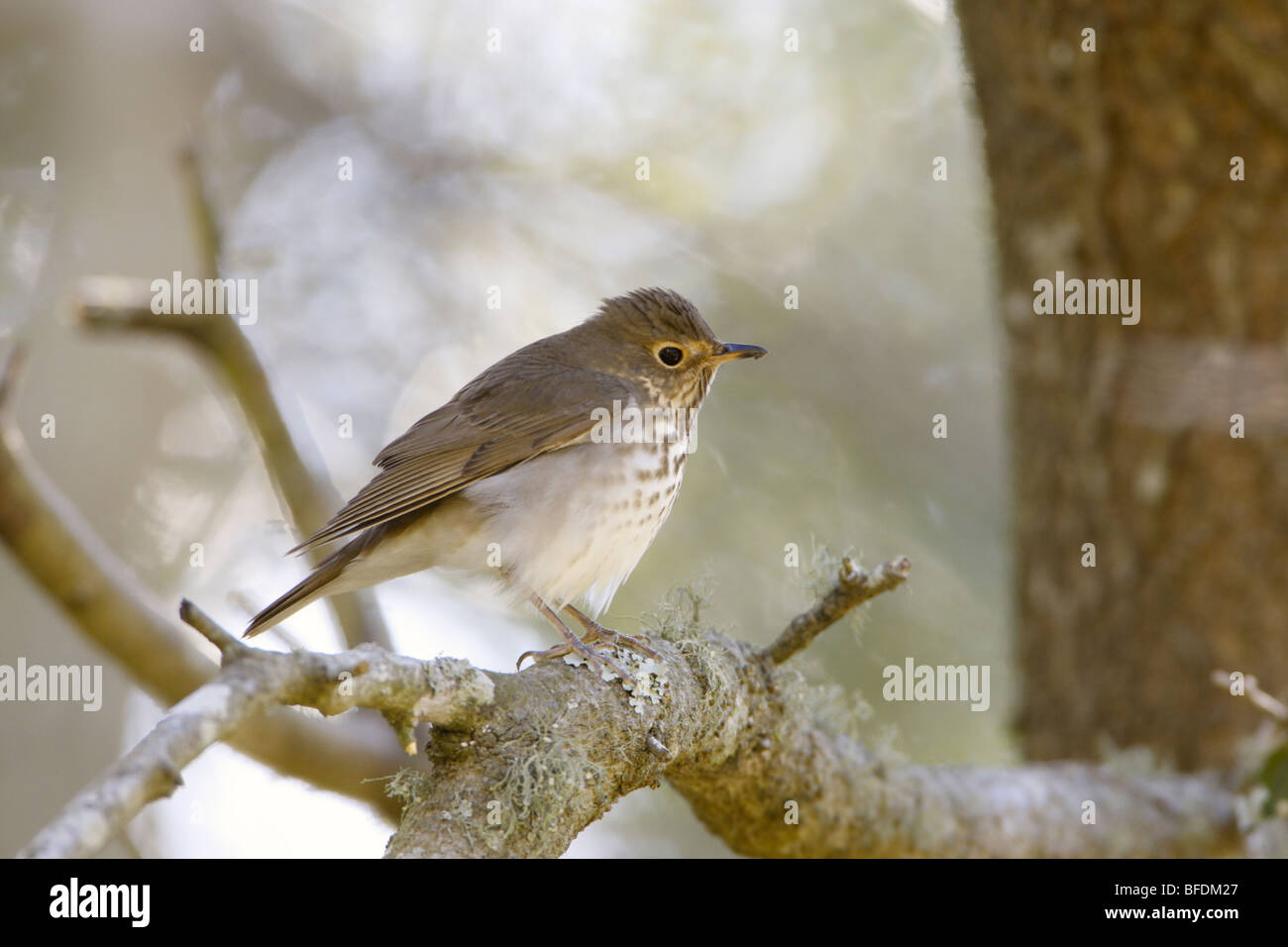 Swainsons Thrush Stock Photo