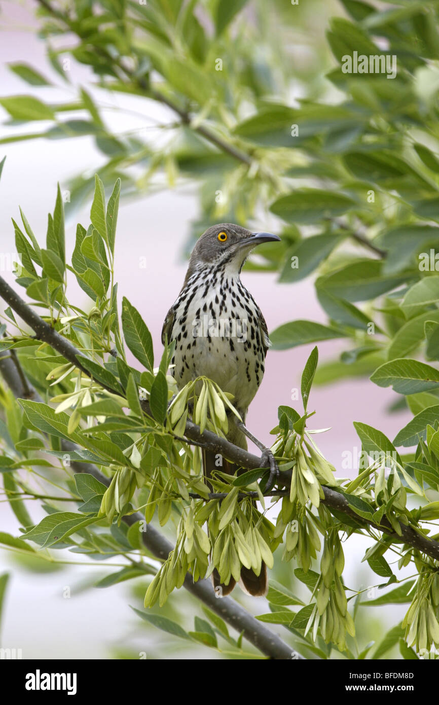 Long-billed Thrasher Stock Photo