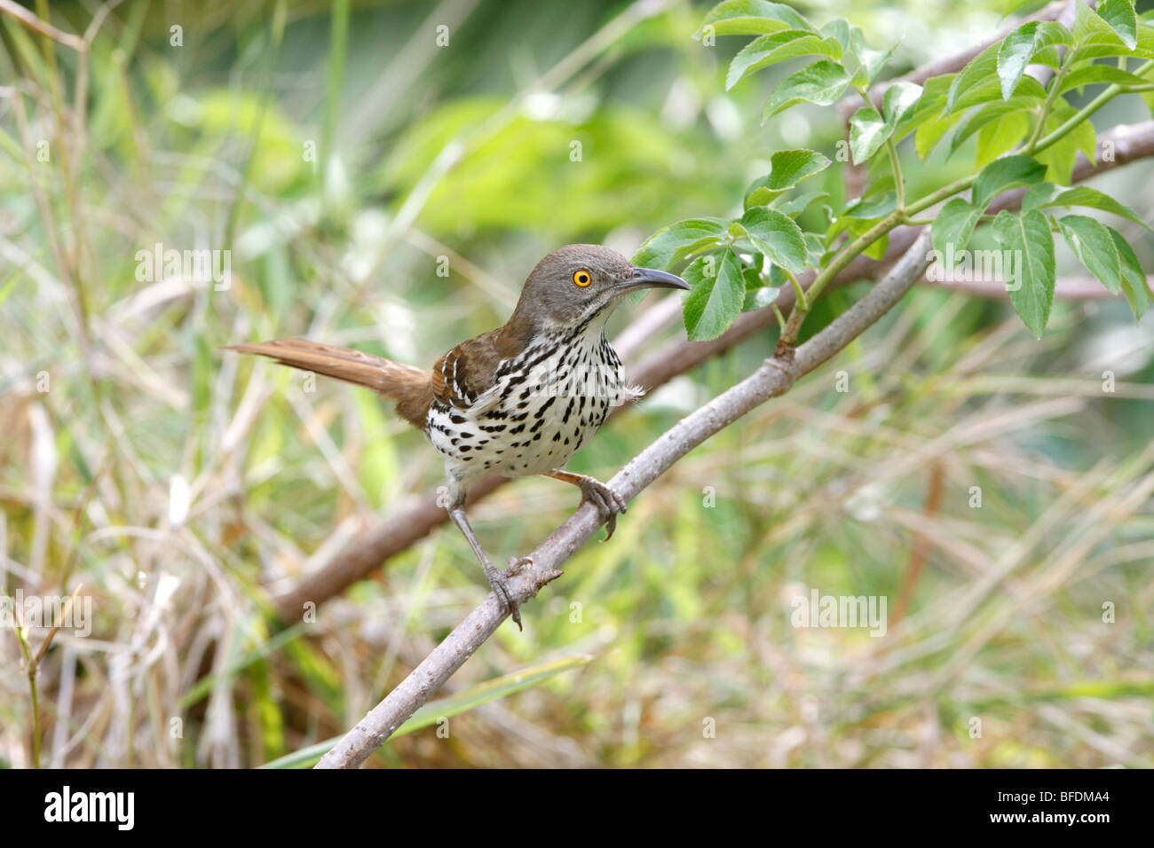 Long-billed Thrasher Stock Photo