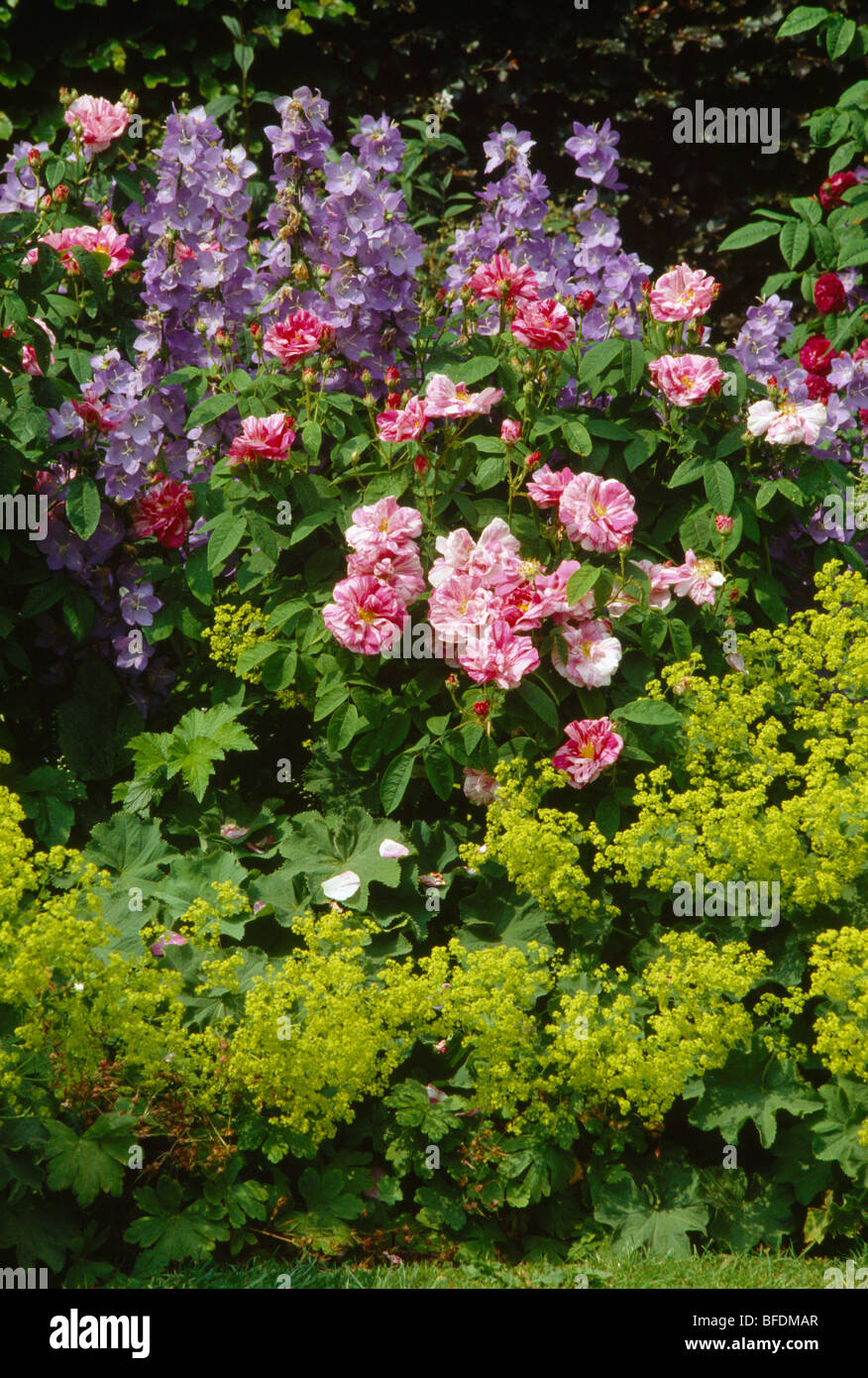 Pink striped rose and blue canterbury bells in border with lime-green lady's mantle Stock Photo