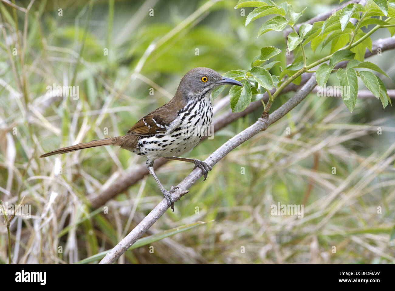 Long-billed Thrasher Stock Photo