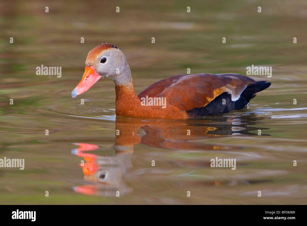 Black-bellied Whistling-Duck (Dendrocygna autumnalis) swimming in pond near Houston, Texas, USA Stock Photo