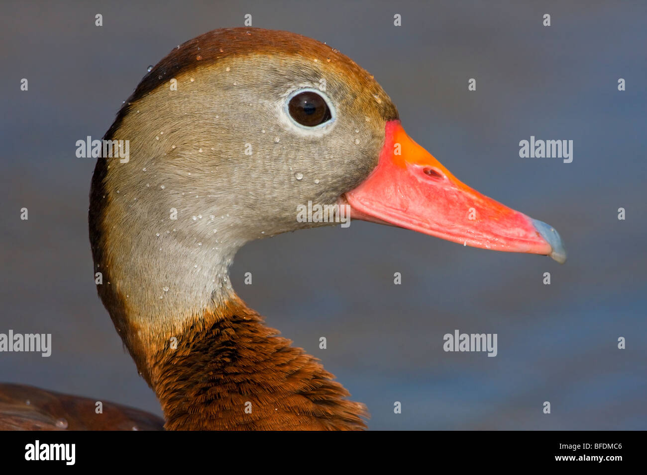 Black-bellied Whistling-Duck (Dendrocygna autumnalis) swimming in pond near Houston, Texas, USA Stock Photo