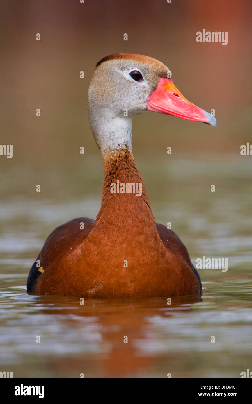 Black-bellied Whistling-Duck (Dendrocygna autumnalis) swimming in pond near Houston, Texas, USA Stock Photo