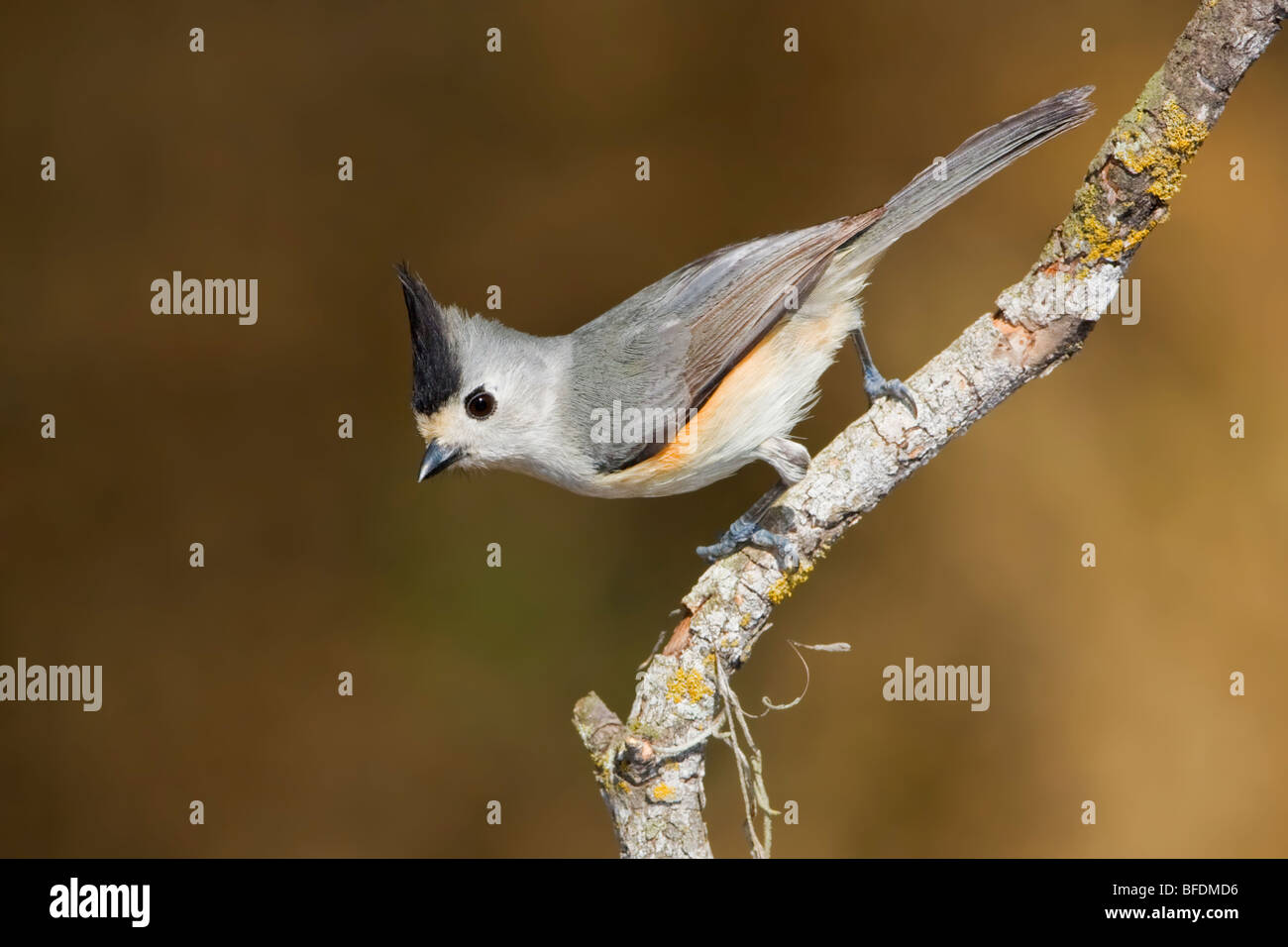 Blackcrested titmouse (Baeolophus atricristatus) perched on a branch
