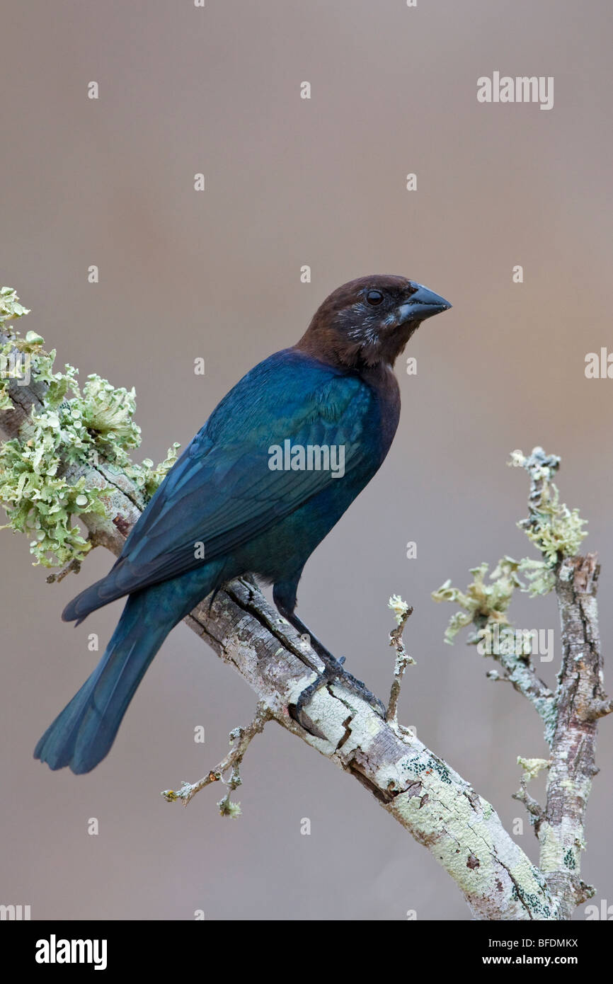 Brown-headed cowbird (Molothrus ater) perched on a branch at Falcon State Park, Texas, USA Stock Photo