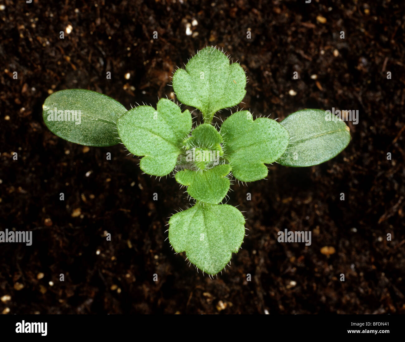 Ivy-leaved speedwell (Veronica hederifolia) seedling with five true leaves Stock Photo