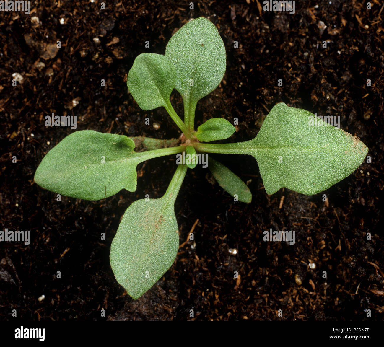 Sheep's sorrel (Rumex acetosella) seedling with three true leaves Stock Photo