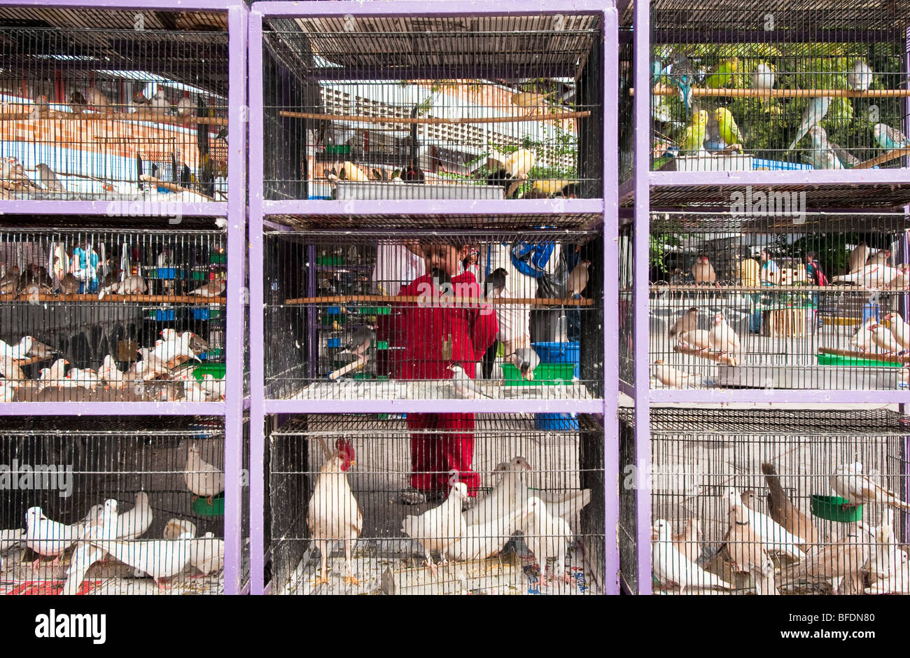 Cages with birds for sale at Mercado Libertad, Guadalajara, Mexico. Stock Photo