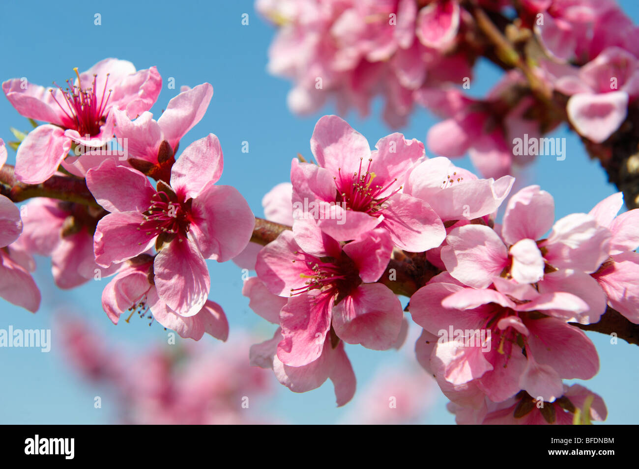 Pink apricot blossom on the tree, Koszeg, Hungary Stock Photo