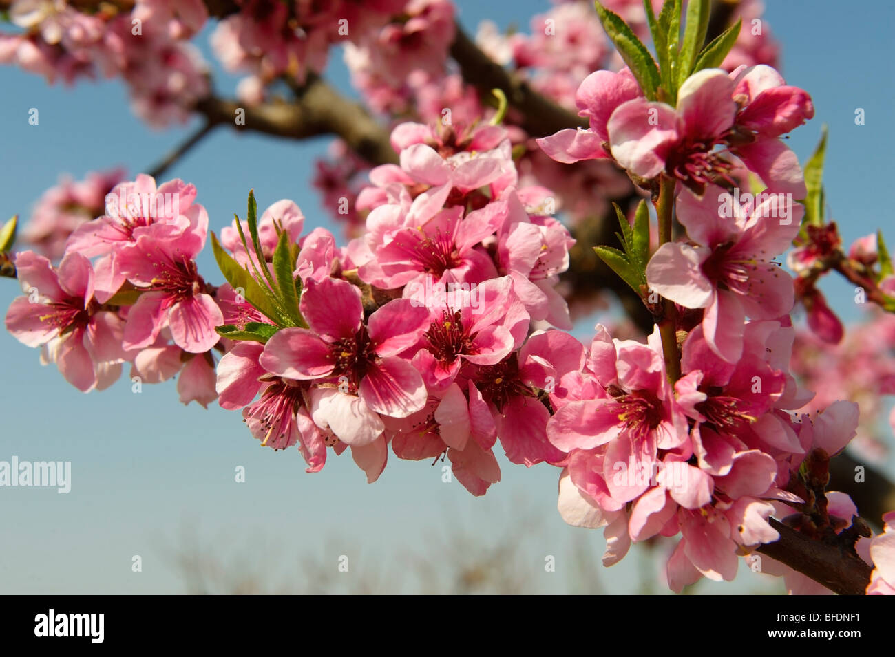 Pink apricot blossom on the tree, Koszeg, Hungary Stock Photo Alamy