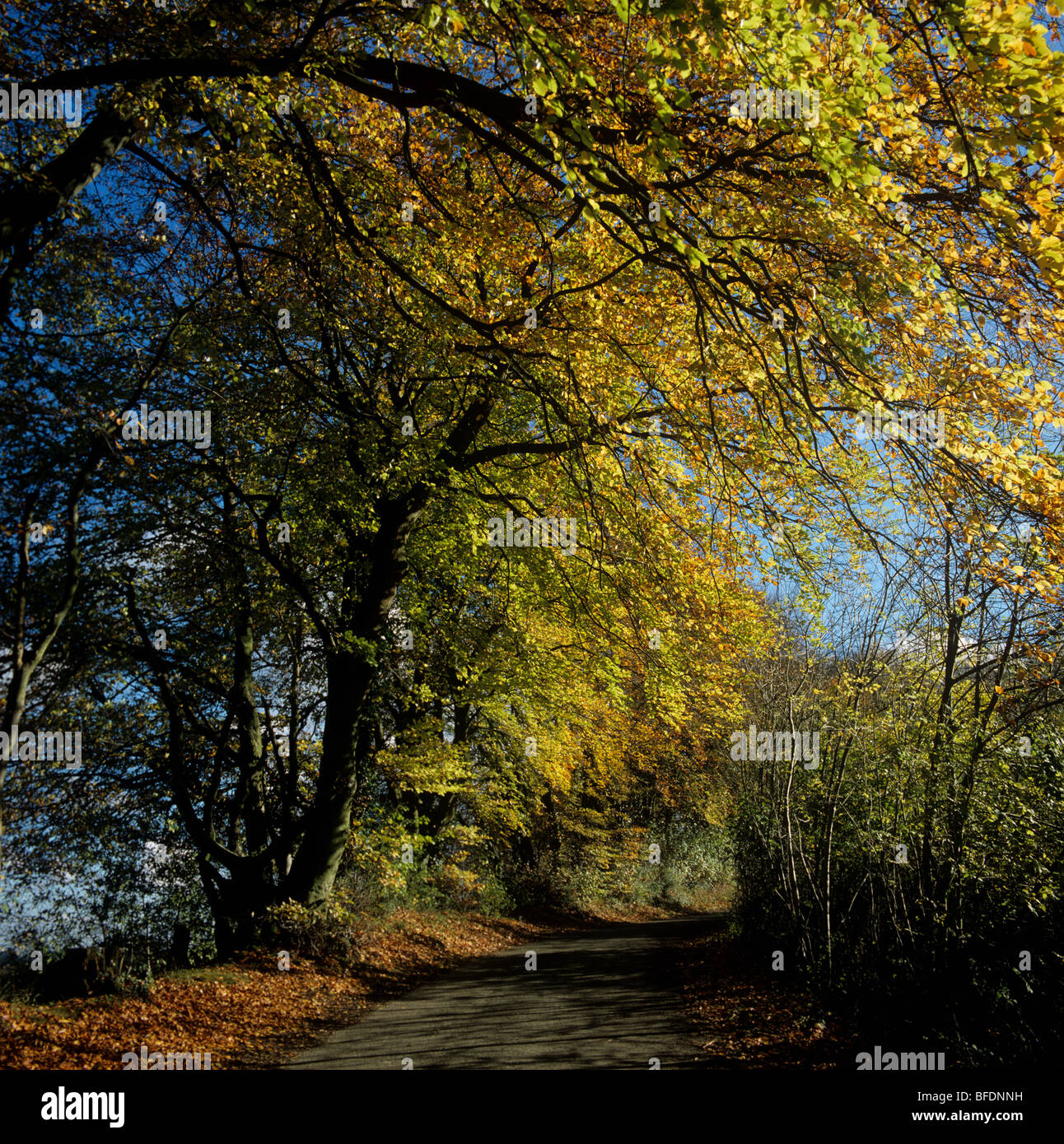 Beech (Fagus sylvatica) trees in autumn colour along a coloutry road, Berkshire Stock Photo