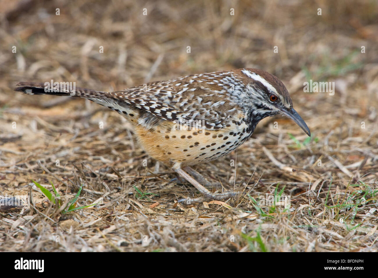 Cactus Wren (Campylorhynchus brunneicapillus) on the ground in Falcon State Park, Texas Stock Photo