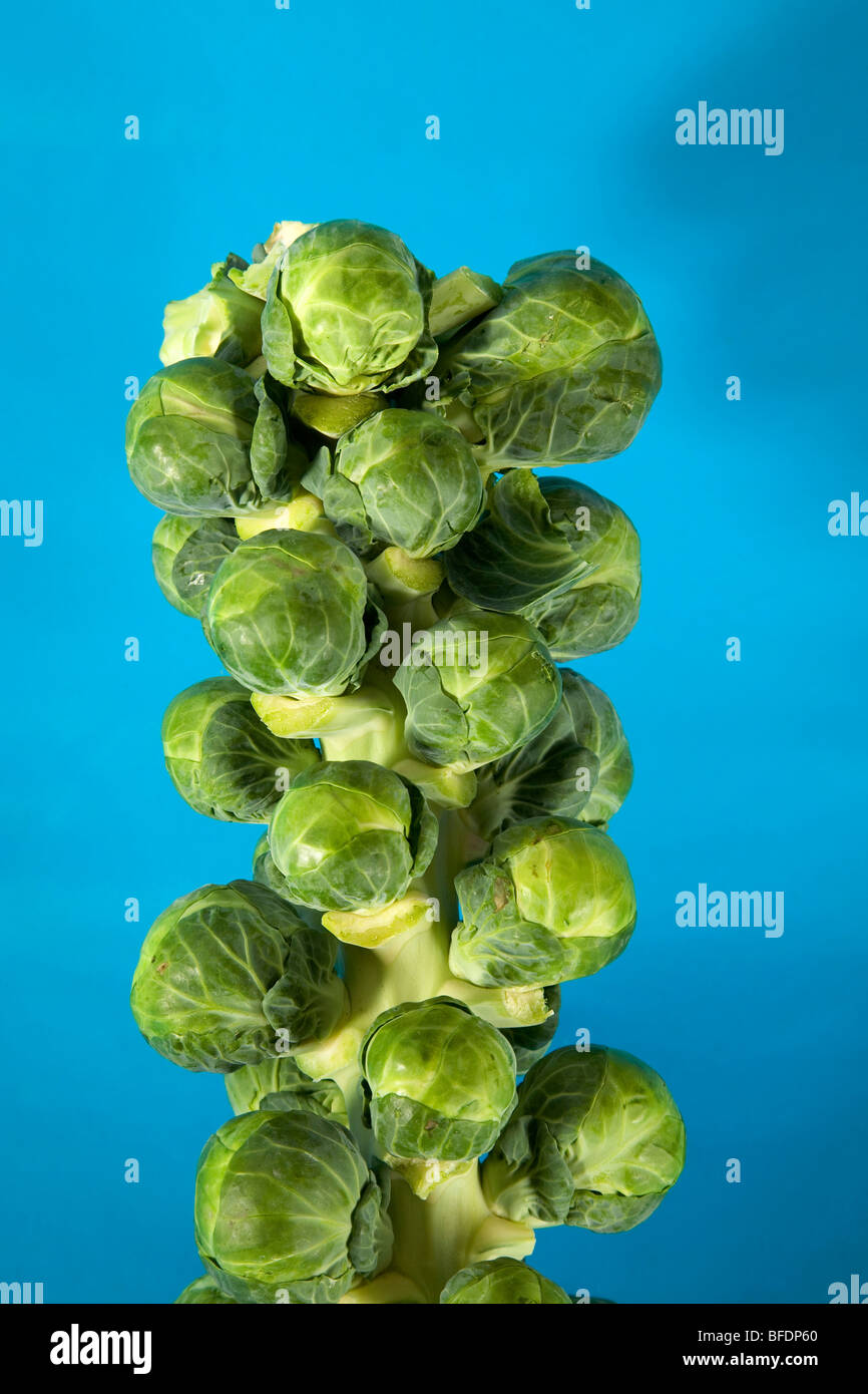 Inspiring Brussel Sprouts On Stalk Pictures