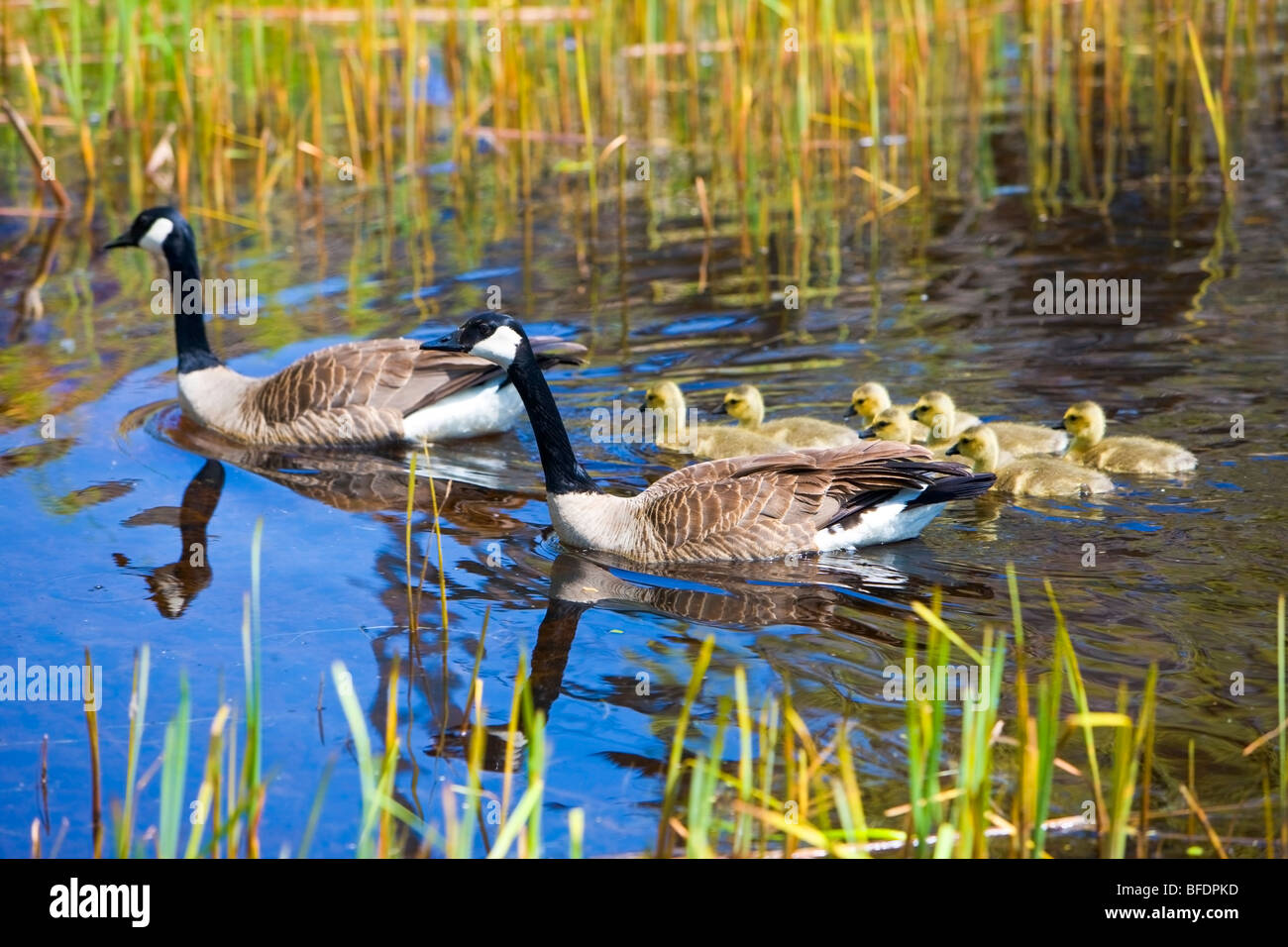Canadian geese (Branta canadensis) with goslings at Point Pelee National Park, Lake Erie