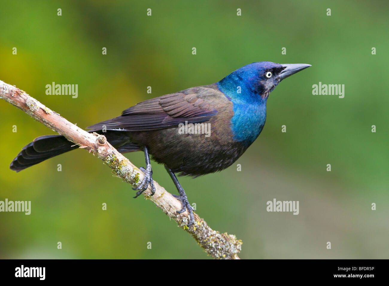 Common grackle (Quiscalus quiscula) perched on a branch near Toronto, Ontario, Canada Stock Photo