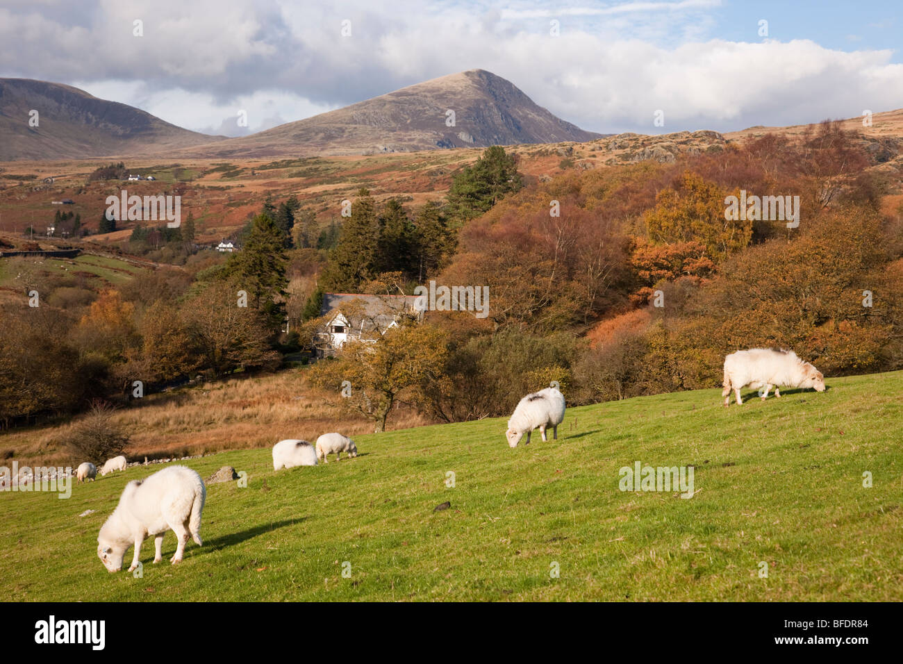 Welsh Mountain Sheep grazing in mountains of Snowdonia National Park countryside in autumn. Capel Curig Conwy North Wales UK Britain. Stock Photo