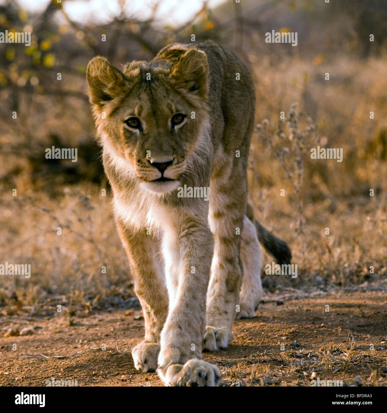 Lion Cub out for a Stroll Stock Photo