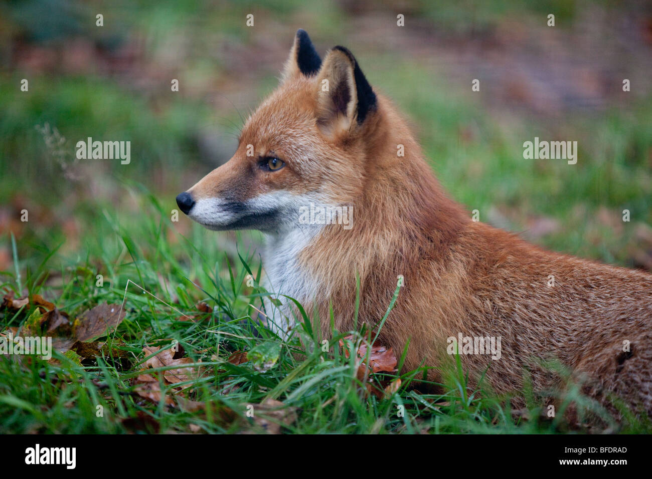 Red Fox, Fife, Scotland Stock Photo