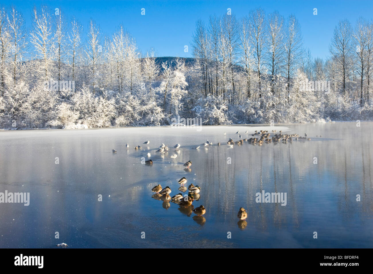 Ducks (Anatidae) on frozen Lafarge Lake at sunrise in Coquitlam, British Columbia, Canada Stock Photo