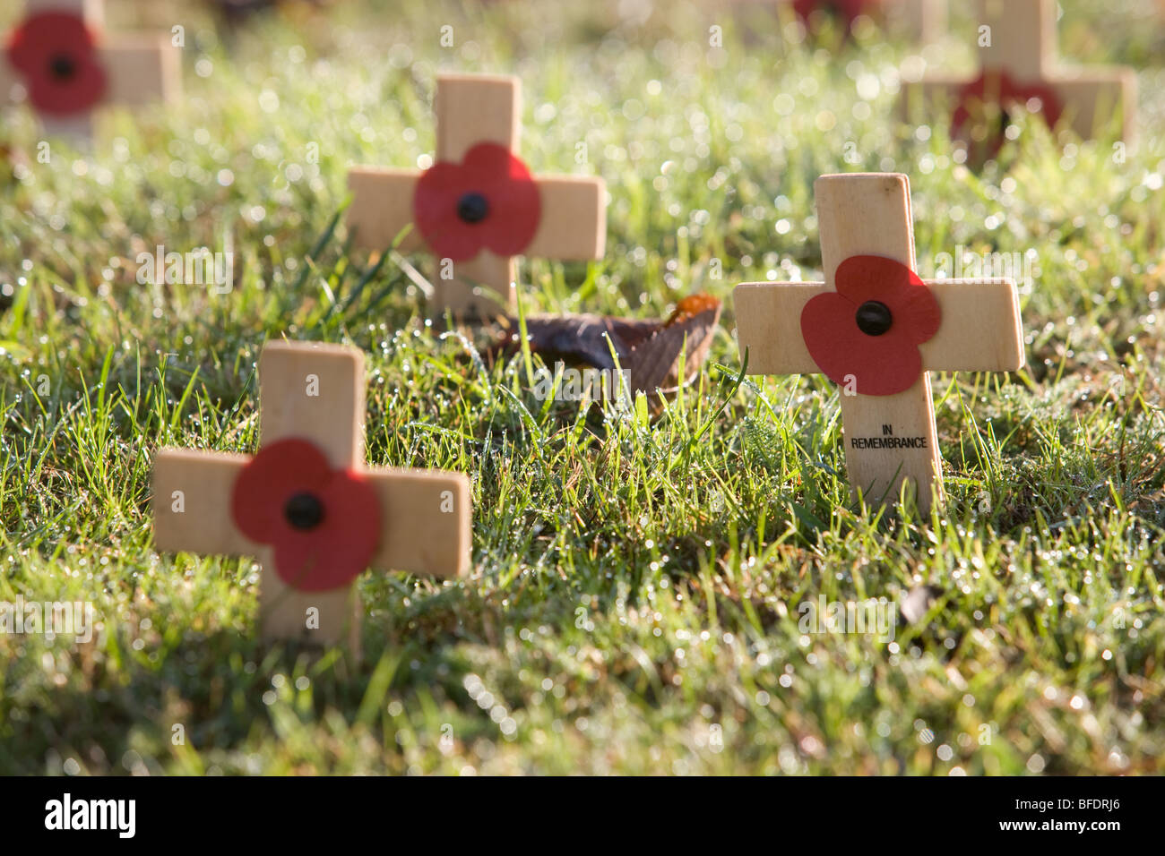 Poppies and Crosses on Remembrance Day Stock Photo