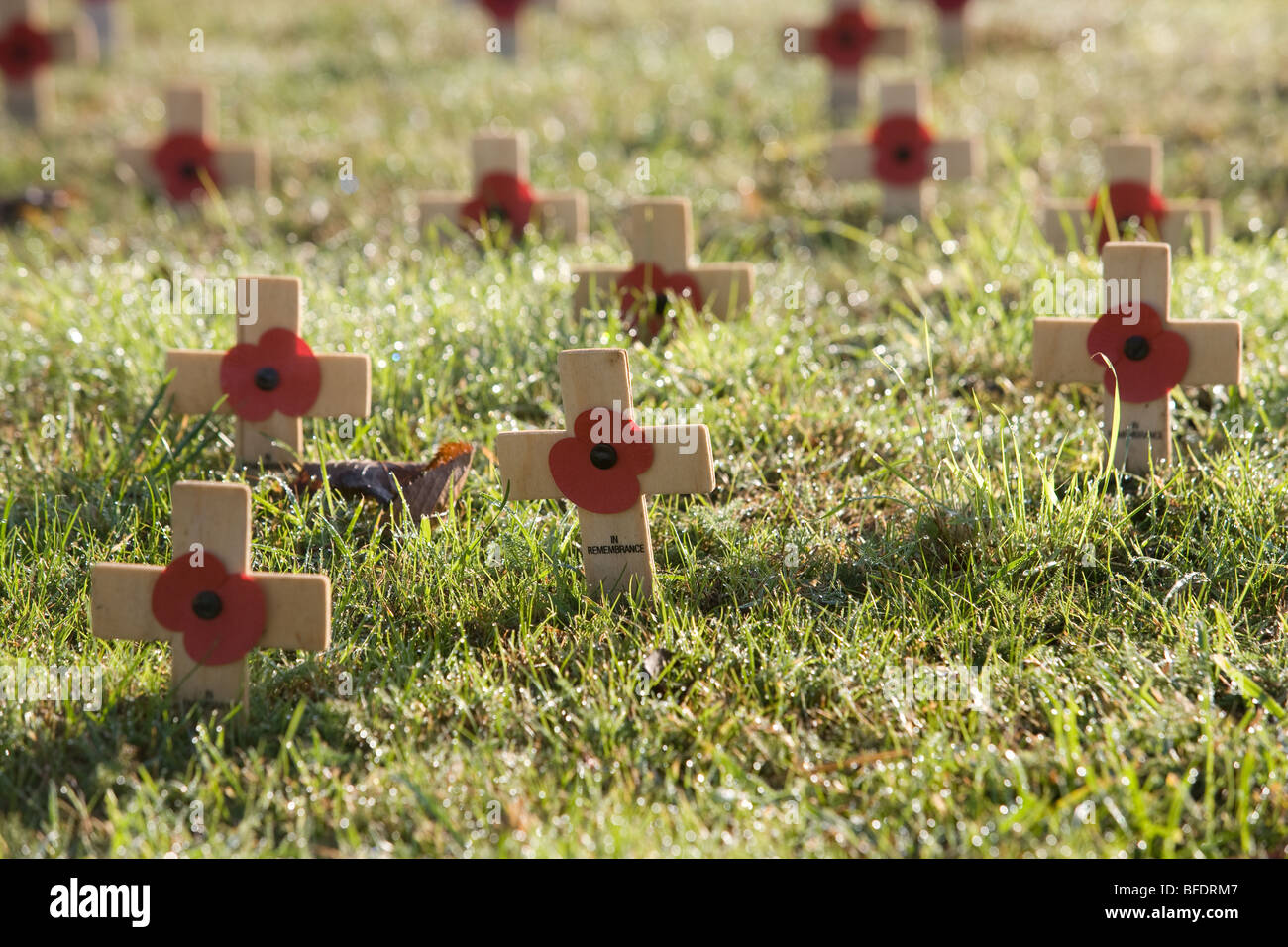 Poppies and Crosses on Remembrance Day Stock Photo