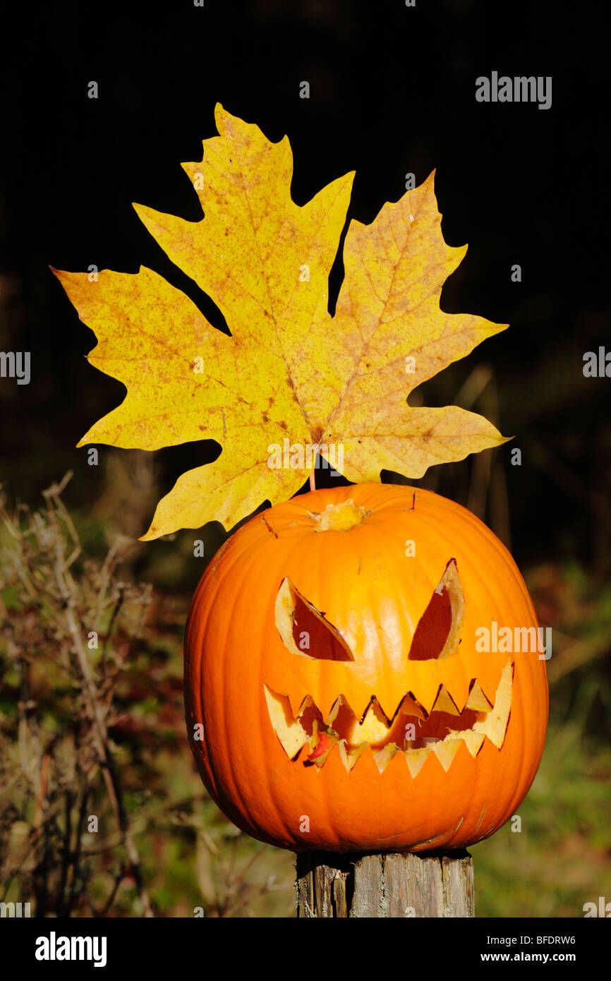 Pumpkin and Bigleaf maple leaf after Halloween-Victoria, British Columbia, Canada. Stock Photo