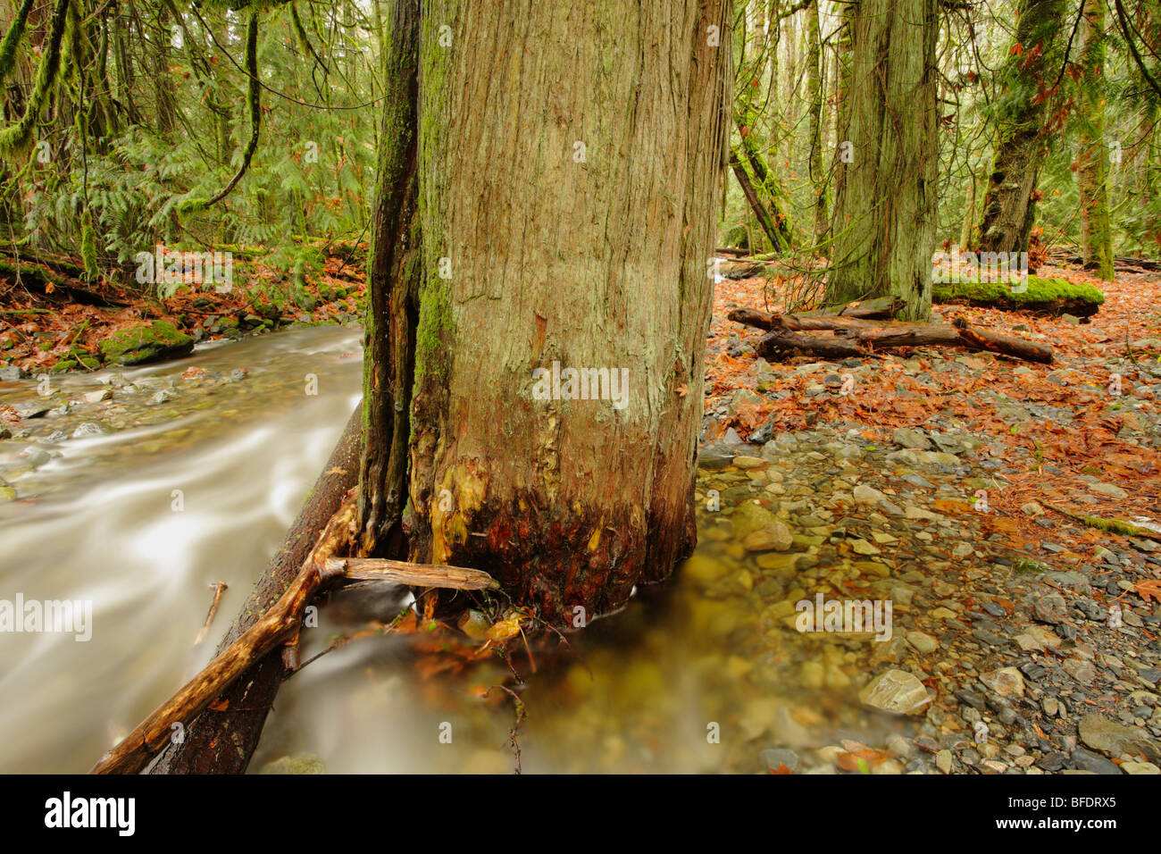 Westcoast temperate rainforest in late autumn-Goldstream Provincial Park, Victoria, British Columbia, Canada. Stock Photo