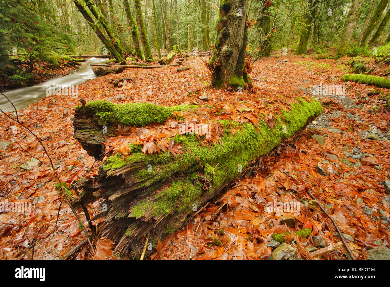Westcoast temperate rainforest in late autumn-Goldstream Provincial Park, Victoria, British Columbia, Canada. Stock Photo